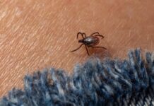 Новая надежда в борьбе с болезнью Лайма: сможет ли новая вакцина сдержать рост заболеваемости?