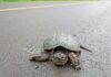 Безпечний шлях: посібник з допомоги черепах при переході жвавих доріг