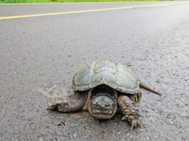 Безпечний шлях: посібник з допомоги черепах при переході жвавих доріг