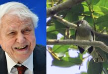 Від Голлівуду до історії: шість знаменитостей, на честь яких названо види тварин і рослин