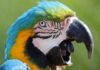 Чи використовують папуги імена? Нове дослідження пташиної комунікації