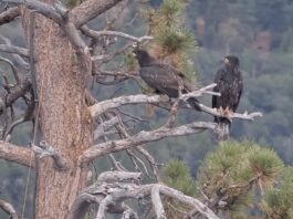 Cómo los polluelos de águila calva Sandy y Luna abandonan su nido