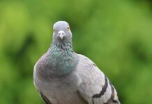 Печінка голубів працює як внутрішній компас