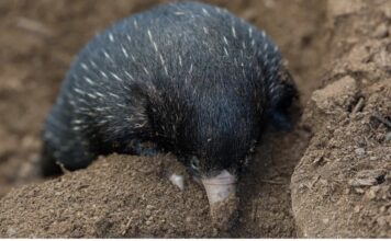 Levantar puggles de equidna a mano en el Zoológico de San Diego requiere precisión y paciencia