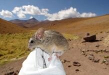Souris qui gouvernent le vide gelé