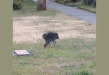 Short Spine Syndrome in Raccoons: How Jimothy Survives